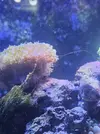 [TodoMarino.com] CandyMoon Reef