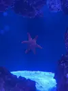 [TodoMarino.com] Mi estrella de mar está rara