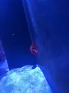 [TodoMarino.com] Mi estrella de mar está rara