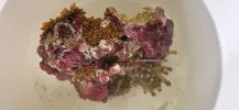 [TodoMarino.com] Roca con anémonas cuatricolor y zoanthus