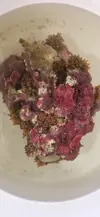 [TodoMarino.com] Roca con anémonas cuatricolor y zoanthus