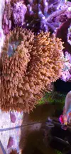 [TodoMarino.com] Roca con anémonas cuatricolor y zoanthus