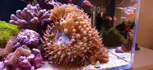 [TodoMarino.com] Roca con anémonas cuatricolor y zoanthus