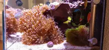 [TodoMarino.com] Roca con anémonas cuatricolor y zoanthus