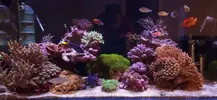 [TodoMarino.com] Roca con anémonas cuatricolor y zoanthus