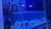 [TodoMarino.com] VENDO Acuario 300L estilo coralero
