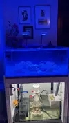 [TodoMarino.com] VENDO Acuario 300L estilo coralero