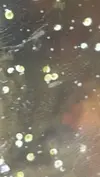[TodoMarino.com] Algun nuevo pez para acuario de 185 l