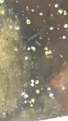 [TodoMarino.com] Algun nuevo pez para acuario de 185 l