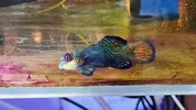 [TodoMarino.com] Algun nuevo pez para acuario de 185 l