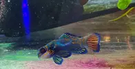 [TodoMarino.com] Algun nuevo pez para acuario de 185 l