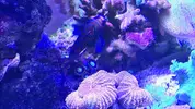 [TodoMarino.com] Algun nuevo pez para acuario de 185 l