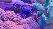 [TodoMarino.com] Algun nuevo pez para acuario de 185 l