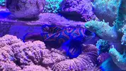 [TodoMarino.com] Algun nuevo pez para acuario de 185 l