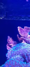 [TodoMarino.com] montipora plato blanqueando