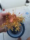 [TodoMarino.com] Que tipo de macroalga es
