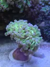 [TodoMarino.com] Venta SPS en Barcelona