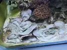[TodoMarino.com] Venta SPS en Barcelona