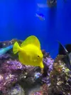 [TodoMarino.com] Vendo Peces
