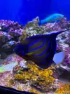 [TodoMarino.com] Vendo Peces