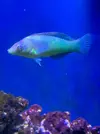 [TodoMarino.com] Vendo Peces