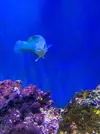 [TodoMarino.com] Vendo Peces