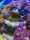 [TodoMarino.com] Vendo Peces