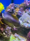 [TodoMarino.com] Vendo Peces