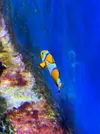 [TodoMarino.com] Vendo Peces