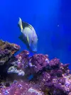 [TodoMarino.com] Vendo Peces