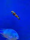 [TodoMarino.com] Vendo Peces