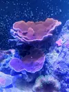 [TodoMarino.com] Tu montipora favorita