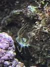 [TodoMarino.com] Que tipo de coral es este?