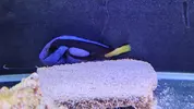 [TodoMarino.com] (vendido) - Vendo paracanthurus hepatus M (Barcelona)