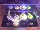 [TodoMarino.com] Pack 5 acroporas Zaragoza