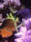 [TodoMarino.com] Pack frags caliendrum y anacropora goblin