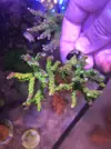 [TodoMarino.com] Pack frags caliendrum y anacropora goblin