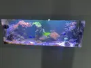 [TodoMarino.com] Venta de rocas con corales ( cerca de VIGO)