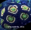 [TodoMarino.com] Compro cabezas de zoanthus