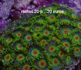 [TodoMarino.com] Compro cabezas de zoanthus