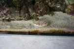 [TodoMarino.com] Oportunidad Única