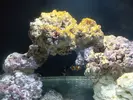 [TodoMarino.com] Acuario 280 litros sin sump