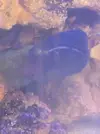 [TodoMarino.com] Erosion lateral y en la zona del ojo