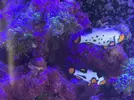 [TodoMarino.com] Vendido! Vendo peces por desmonte Barcelona, urgente! (no envío)