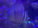[TodoMarino.com] Vendido! Vendo peces por desmonte Barcelona, urgente! (no envío)