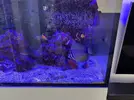 [TodoMarino.com] Vendido! Vendo peces por desmonte Barcelona, urgente! (no envío)