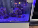 [TodoMarino.com] Vendido! Vendo peces por desmonte Barcelona, urgente! (no envío)