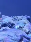 [TodoMarino.com] Pelusa blanca sobre rocas y cristales