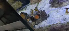 [TodoMarino.com] Caracoles del Mediterraneo