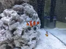 [TodoMarino.com] NANO CUBO DE 60 LTS CON AGUA DE MAR